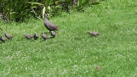 Cape-Spurfowl-And-Chicks-In-Kirstenbosch-National-Botanical-Garden,-Cape-Town,-South-Africa