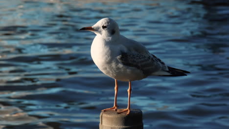 White-seagull-resting-on-a-pole-beside-the-sea