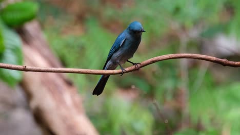 Curiously-looking-around-while-perched-on-a-vine-as-the-camera-zooms-out,-Verditer-Flycatcher-Eumyias-thalassinus-Female,-Thailand