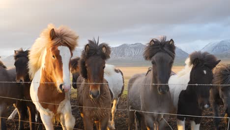 Beautiful-Icelandic-horses-by-the-fence-in-south-Iceland