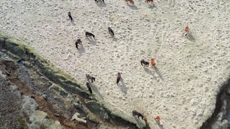 Top-down-view-of-Iceland-Ponies-walking-around-in-sand-on-a-sunny-day-in-Iceland