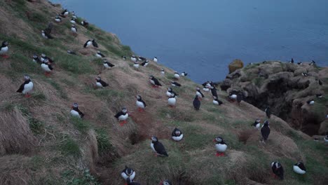 Kolonie-Von-Papageientauchern-In-Borgafjördur-Eystri-In-Den-Ostfjorden-Islands