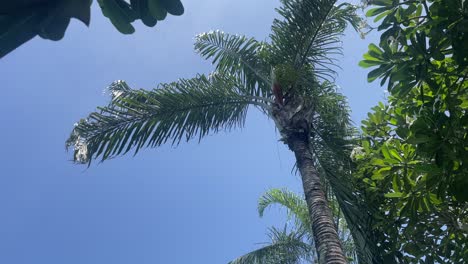 Rotierender-Blick-Nach-Oben-Zu-Blättern-Und-Palmen-Mit-Blauem-Himmel
