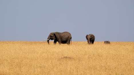 Familia-De-Elefantes-Caminando-En-La-Sabana-En-Masai-Mara,-Kenia---Cámara-Lenta