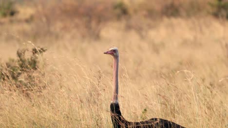 African-Ostrich-Standing-On-Savanna-Grassland-Field-In-Masai-Mara,-Kenya---Close-Up