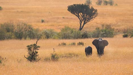 Mother-And-Baby-Elephant-In-Scenic-Savanna-In-Masai-Mara,-Kenya---Wide-shot