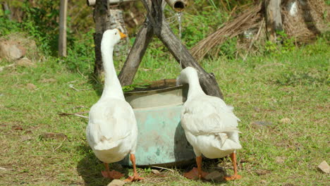 Two-Domestic-Geese-Drink-Water-From-Tank---Back-view