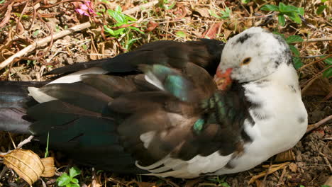 Domestic-Muscovy-or-Barbary-Duck-Hides-Beak-in-Feathers-Lying-on-Ground---close-up-top-view