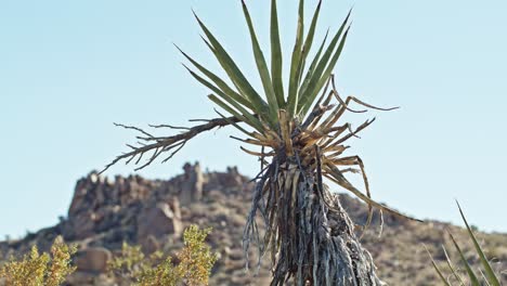 Lone-tree-in-the-Joshua-Tree-National-Park-in-California-with-mountain-in-the-background-and-stable-video