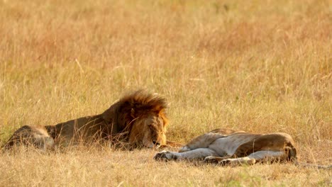 Lions-Sleeping-In-Savanna-In-Masai-Mara,-Kenya---Wide-Shot