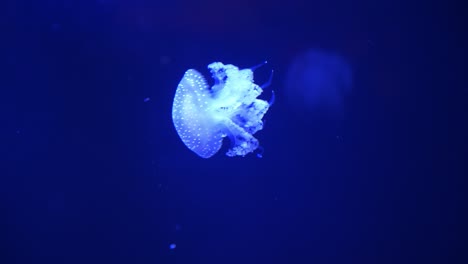 Small-neon-glowing-jellyfish-gracefully-moving-around-dark-blue-deep-sea-water