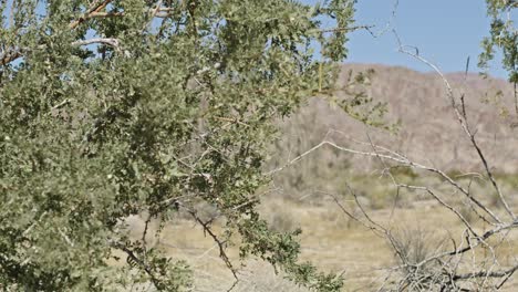 Close-up-of-plants-in-the-Joshua-Tree-National-Park-in-California-with-dolly-video-moving-in