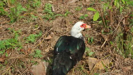 Domestic-Muscovy-or-Barbary-Duck-Grazes-Green-Leaves-on-a-Shore---close-up-tracking