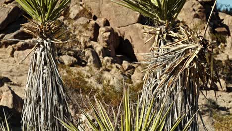 Two-trees-in-the-Joshua-Tree-National-Park-in-California-with-video-tilting-up