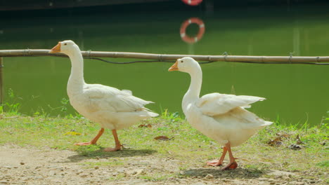 Two-Domestic-Geese-Walking-By-Green-Water-Pond-in-Cu-Lan-Folk-Village,-Vietnam---slow-motion
