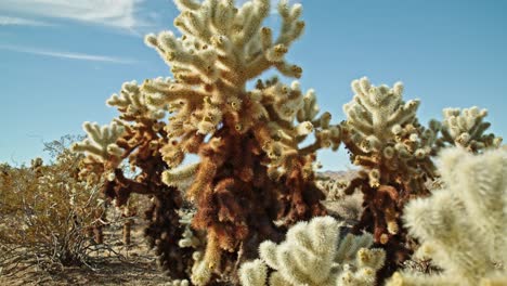 Cactus-plant-in-Joshua-Tree-National-Park-in-California-on-a-partly-cloudy-day-with-video-dolly-moving-sideways