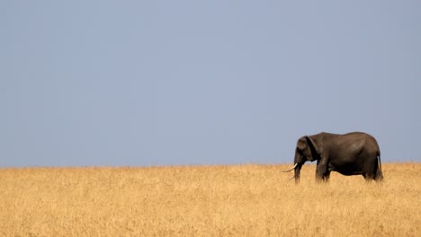 Wild-Elephant-In-The-Scenic-Savanna-Of-Masai-Mara,-Kenya---Wide-Shot