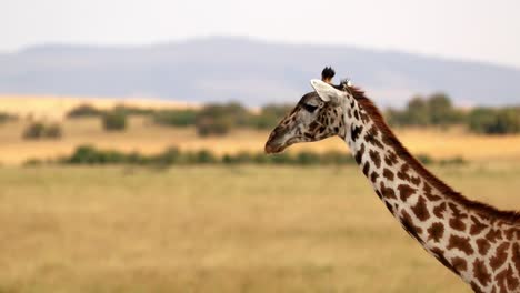 Cerrar-La-Cabeza-De-Una-Jirafa-Caminando-En-Estado-Salvaje-En-Masai-Mara,-Kenia---Cámara-Lenta