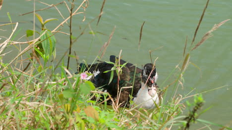 Domestic-Muscovy-Duck-Swims-Along-The-Shore-On-Green-Pond-and-Feeds-With-Green-Grass---close-up-tracking