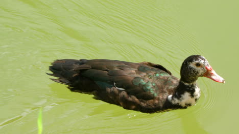 Domestic-Muscovy-or-Barbary-Duck-Swims-On-Green-Water-Lake-or-Pond---close-up-tracking