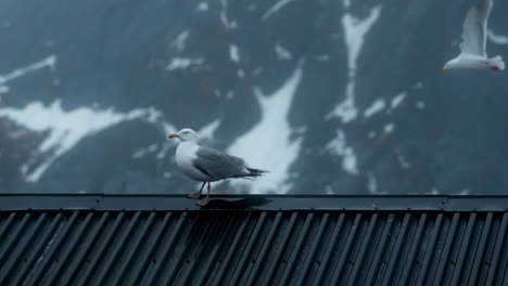 Seagull-on-a-rooftop-in-Lofoten-Islands'-Arctic-winter,-with-snowy-mountain,-wind,-and-flying-seagulls-in-the-background