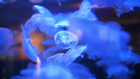 Large-group-of-small-neon-glowing-jellyfish-gracefully-moving-around-dark-blue-deep-sea-water