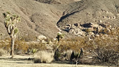 Joshua-tree-in-Joshua-Tree-National-Park-in-California-with-video-panning-right-to-left-wide-shot