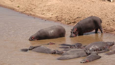 Hipopótamos-En-Agua-Turbia-En-Masai-Mara,-Kenia---Cámara-Lenta