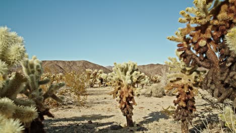 Kaktuspflanze-Im-Joshua-Tree-Nationalpark-In-Kalifornien-An-Einem-Teilweise-Bewölkten-Tag-Mit-Video-Dolly,-Der-Sich-Zurückbewegt
