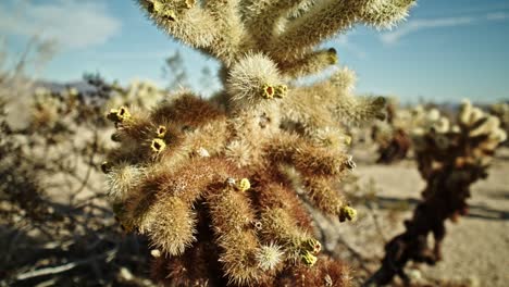 Cactus-plant-in-Joshua-Tree-National-Park-in-California-on-a-partly-cloudy-day-with-video-dolly-moving-in-a-circle-in-slow-motion