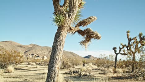 Joshua-tree-in-Joshua-Tree-National-Park-in-California-with-video-tilting-down