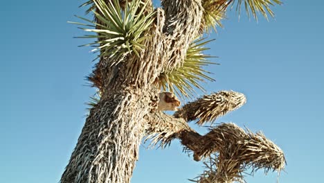 Joshua-Tree-Im-Joshua-Tree-Nationalpark-In-Kalifornien-Mit-Nach-Unten-Geneigtem-Video,-Das-Berge-Zeigt