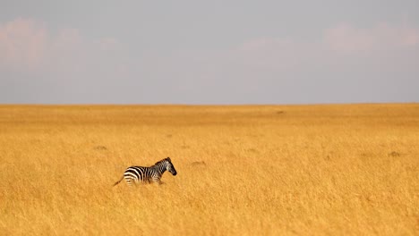 Wild-Zebra-Running-On-The-Savanna-Of-Masai-Mara,-Kenya---Wide-Shot