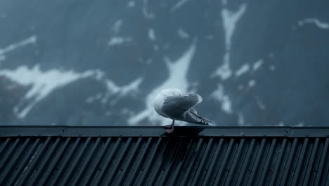 Seagull-perched-on-a-rooftop-in-the-Arctic-winter-of-the-Lofoten-Islands,-with-snowy-mountain-backdrop-and-strong-winds