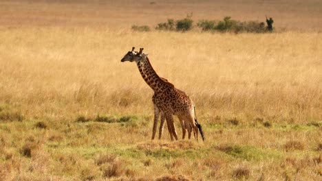 Giraffes-Walking-In-The-African-Savanna-In-Masai-Mara,-Kenya---Slow-Motion