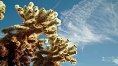 Cactus-plant-in-Joshua-Tree-National-Park-in-California-on-a-partly-cloudy-day-with-video-dolly-moving