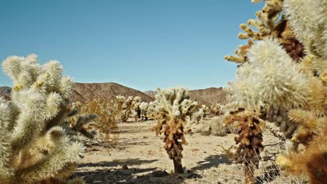 Kaktuspflanze-Im-Joshua-Tree-Nationalpark-In-Kalifornien-An-Einem-Teilweise-Bewölkten-Tag-Mit-Einziehendem-Video-Dolly