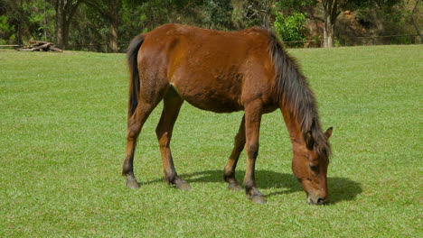 One-Brown-Horse-Grazing-on-a-Green-Lawn-Alone-on-Sunny-day---slow-motion