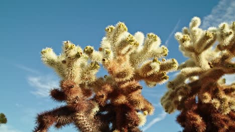 Planta-De-Cactus-En-El-Parque-Nacional-Joshua-Tree-En-California-En-Un-Día-Parcialmente-Nublado-Con-Video-Dolly-Quick-Spin