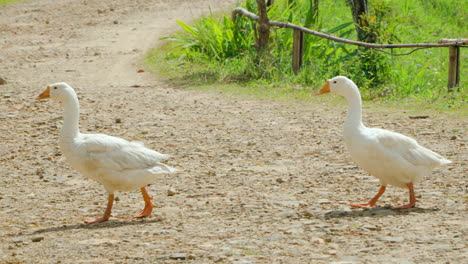 Two-Domestic-Geese-Crossing-Dirt-Road-in-Rural-Cu-Lan-Folk-Village,-Vietnam