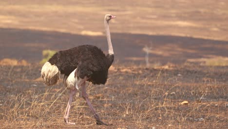 Ostrich-Walking-Through-Dry-Landscape-In-Masai-Mara,-Kenya---Slow-Motion