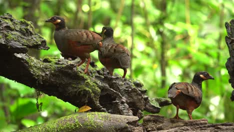 three-Chestnut-bellied-Partridge-bird-were-feasting-and-enjoying-a-meal-together-on-a-mossy-branch