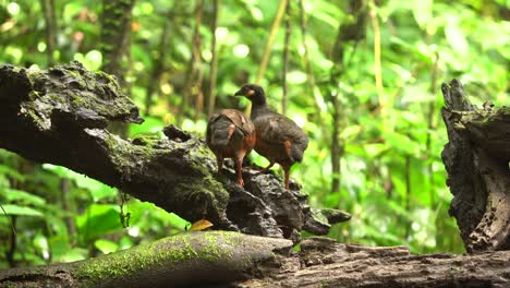 Zwei-Rebhuhnvögel-Mit-Kastanienbauch-Und-Schwarzbraunen-Federn-Pickten-Mitten-Im-Wald-Nach-Futter