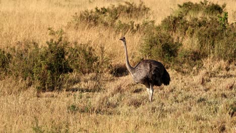 Ostrich-Foraging-Food-In-Savannah-In-Masai-Mara,-Kenya---Wide-Shot