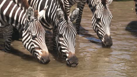 Durstige-Zebras-Trinken-Wasser-Im-Naturschutzgebiet-Masai-Mara-In-Kenia---Nahaufnahme