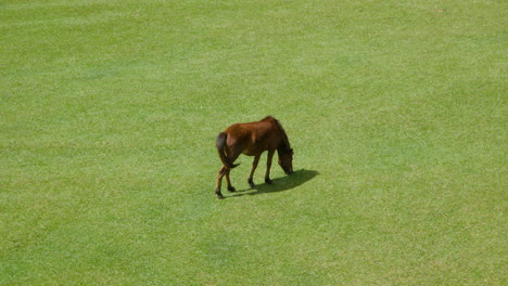 Top-View-of-One-Brown-Horse-Grazing-on-a-Green-Lawn-Alone-on-Sunny-day