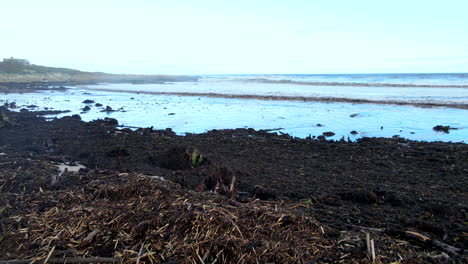 Am-Strand-Angeschwemmte-Pflanzenreste,-Folge-Des-Extremen-Küstenwetters