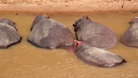 Hippos-Resting-In-The-Water,-Masai-Mara,-Kenya---Close-Up