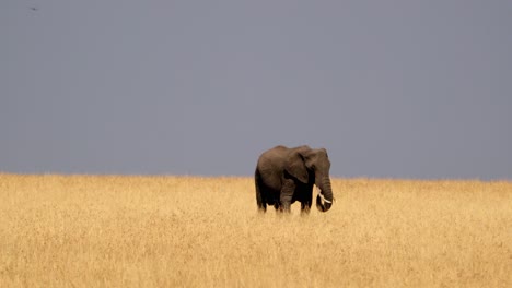 Elephant-In-The-Bush-In-Masai-Mara,-Kenya---Wide-Shot