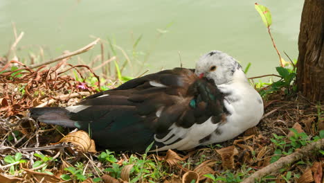 Domestic-Muscovy-Duck-Relaxing-Keeping-Bill-in-Feathers-Lying-on-Coast-by-Green-Water-Lake---close-up